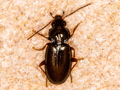 Bembidion obtusum